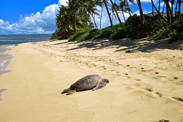 kornjača na plaži