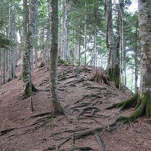 Perućica Sutjeska, zadnja prašuma u Europi