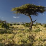 Nacionalni rezervat Amboseli